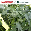 野菜の苗/茎ブロッコリー:れんと苗3号ポット