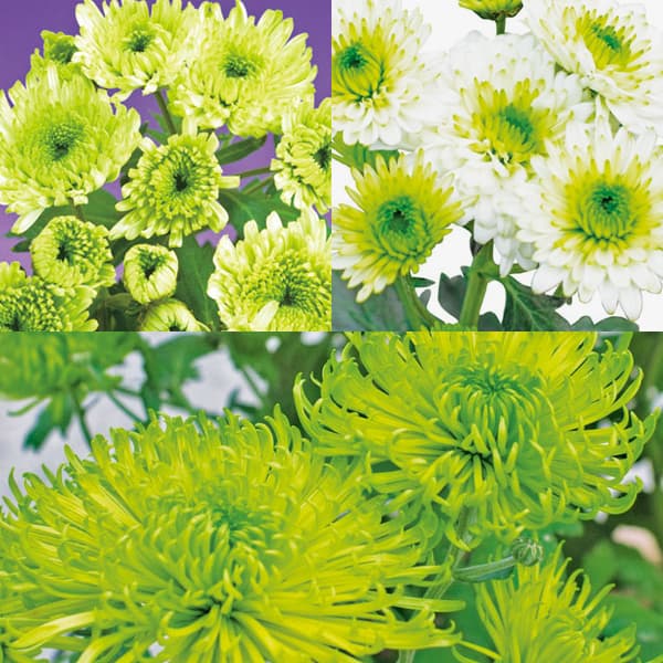 楽天市場】菊の苗の通販
