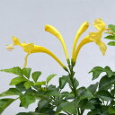 花木 庭木の苗/ヒメノウゼンカズラ(テコマ):イエロー3.5号鉢植え