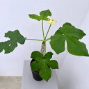 観葉植物/ヤトロファ:ポダグリカ珊瑚油桐(さんごあぶらぎり)黄花 5号鉢植え