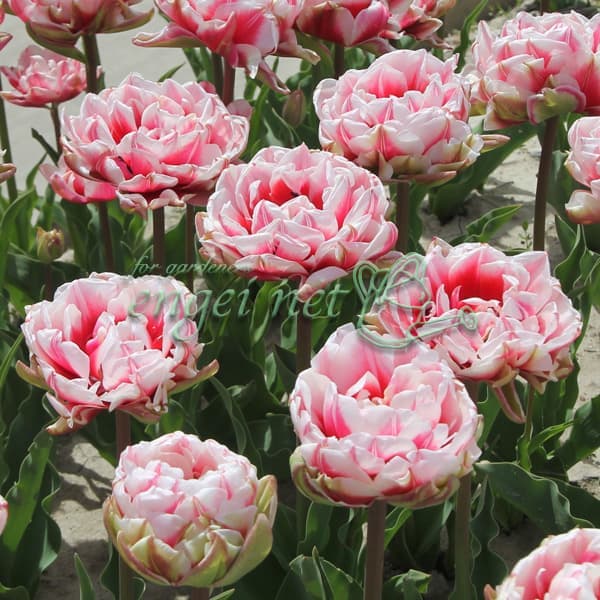 球根/チューリップ（八重咲き）：シャンデリア3球入り