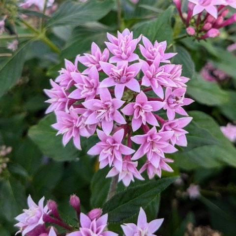 草花の苗/ペンタス（八重咲き）：ブリリアント ライラック3.5号ポットのサムネイル