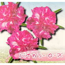草花の苗/マツバボタン:小輪八重 バイカラーローズ3.5号ポット