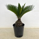 観葉植物/ソテツ:ひょっとしたら黄金ソテツ 7号ポット