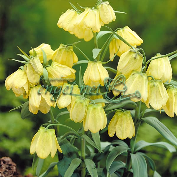 球根/フリチラリア：パルディフロー...