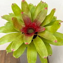 観葉植物/(わけあり特価)ネオレゲリア:カロリーナ 4.5号ポット