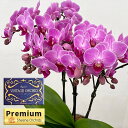 ミディコチョウラン:VINTAGE ORCHID(ヴィンテージオーキッド)ハッピービビアンチュンリー5.5号陶器鉢植え