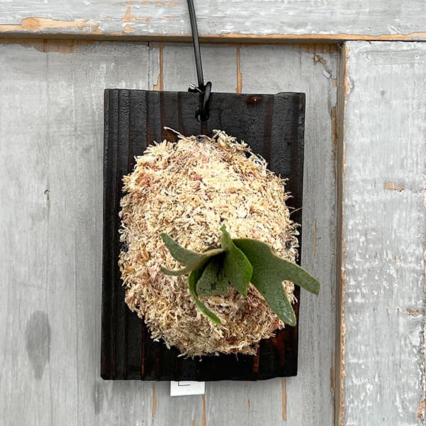 観葉植物/ビカクシダ（コウモリラン）：ウィリンキーバクテリア（スポア）板付け