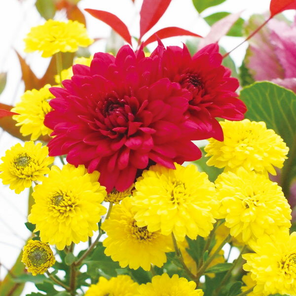 草花の苗/キク：冬咲きデュエットマム（菊の苗）バロック・福寿3.5号