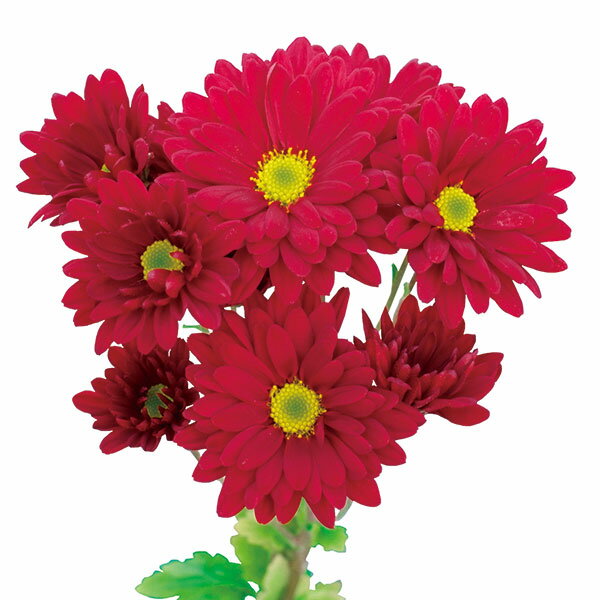 草花の苗/手間なし菊冬咲き お正月咲きスプレー菊 カルメン 4号ポット