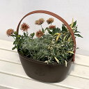 草花の苗/季節のミニ寄せ植え:ガイラルディア:ガリア ピンクスパーク(ワンハンドプランター・ブラウン)