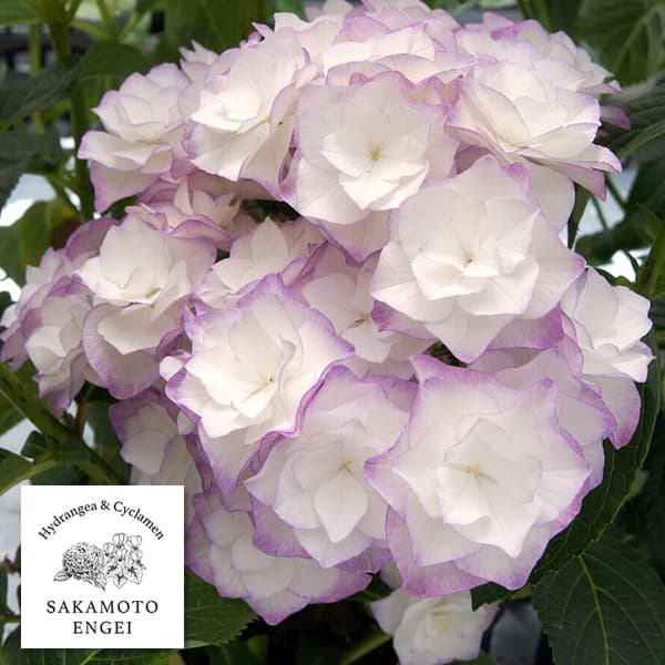 花木 庭木の苗/アジサイ：光雲（コウウン）（ブルー）3.5号ポット