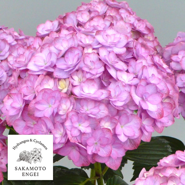 花木 庭木の苗/アジサイ：ポージィブーケ エビータ（パープル）3.5号ポット