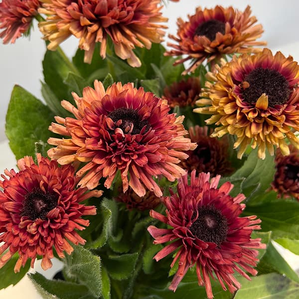 草花の苗/（わけあり特価）ルドベキア：エンチャンテッド　ナイト4号ポットのサムネイル