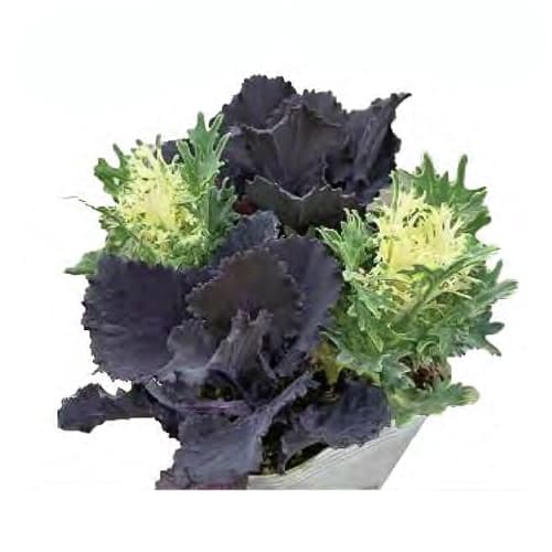 草花の苗/ハボタン：ブラックリーフ...