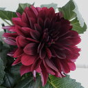 (わけあり特価)ダリア:黒蝶(コクチョウ)5号鉢植え*