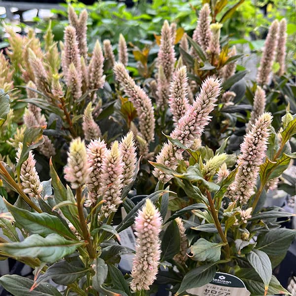 草花の苗/セロシア：ヴィンテージ3-3.5号ポットのサムネイル