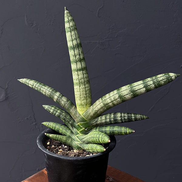 観葉植物/サンセベリア：ボンセレン...