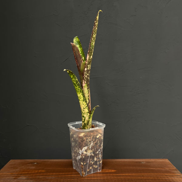 楽天市場】ビルベルギアの通販