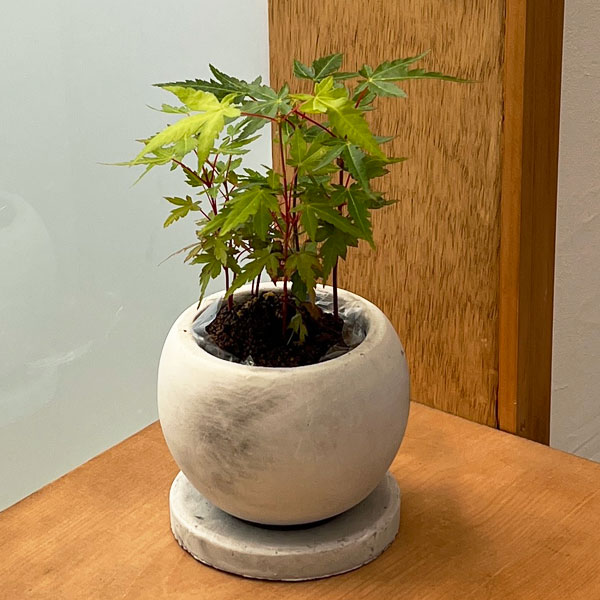 山野草の苗/モミジ（カエデ）：珊瑚閣（サンゴカク）鉢植え／マルモボウル白・皿付（直径10cm）