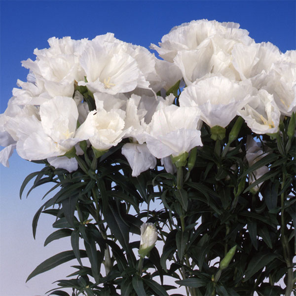 草花の苗/（わけあり特価）ゴデチャ：ジューン ホワイト3.5号ポット