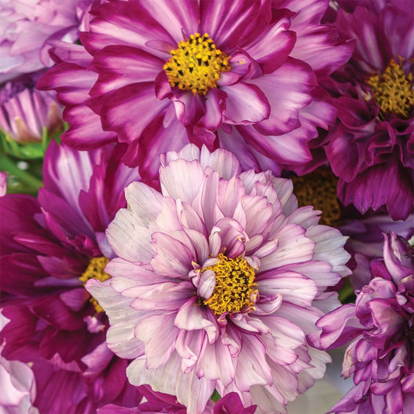 草花の苗/コスモス：ダブルクリック　バイオレットバイカラー3号ポットのサムネイル