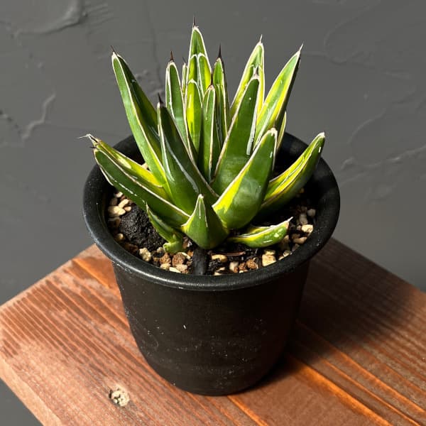 楽天市場】ササノユキの通販