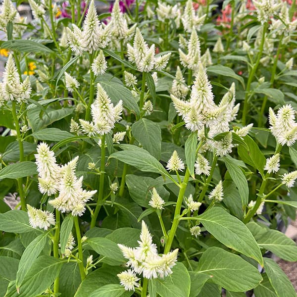 草花の苗/セロシア（ケイトウ）：セルウェイ　ホワイト3.5号ポットのサムネイル