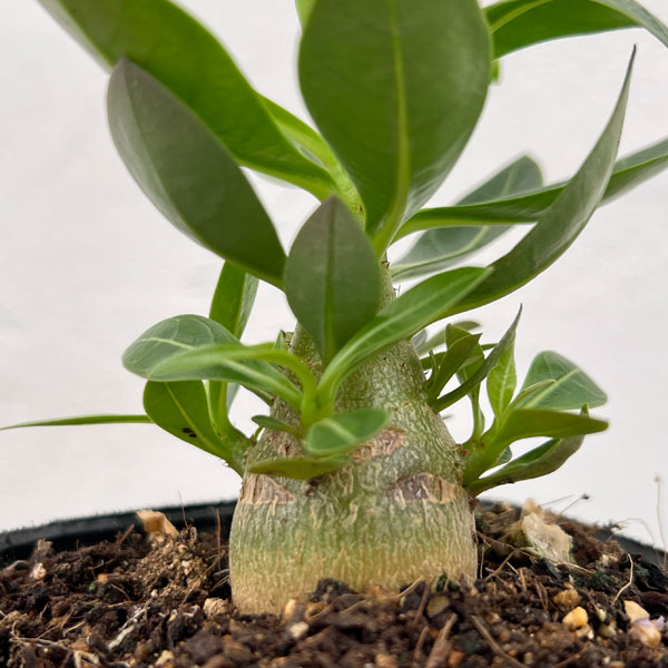 観葉植物/アデニウム：アラビカム　キングコング（実生苗）3号ポット