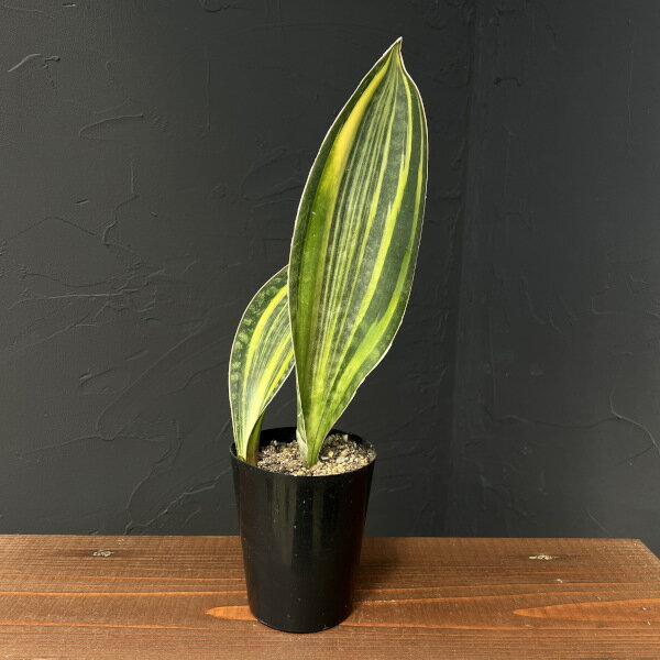 観葉植物/サンセベリア：マッソニアーナ（斑入り） 3号硬質ポット25-07