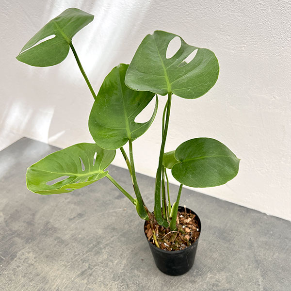 楽天市場】モンステラ コンパクタの通販