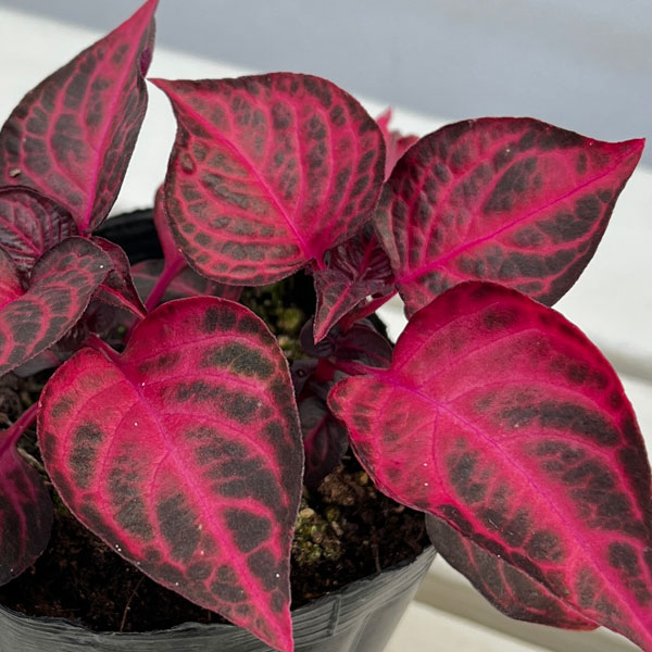 草花の苗/[棚卸セール]イレシネ：...