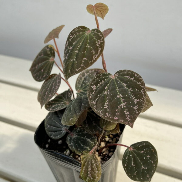 観葉植物/ピペル：ピンクsp. 3号ポット