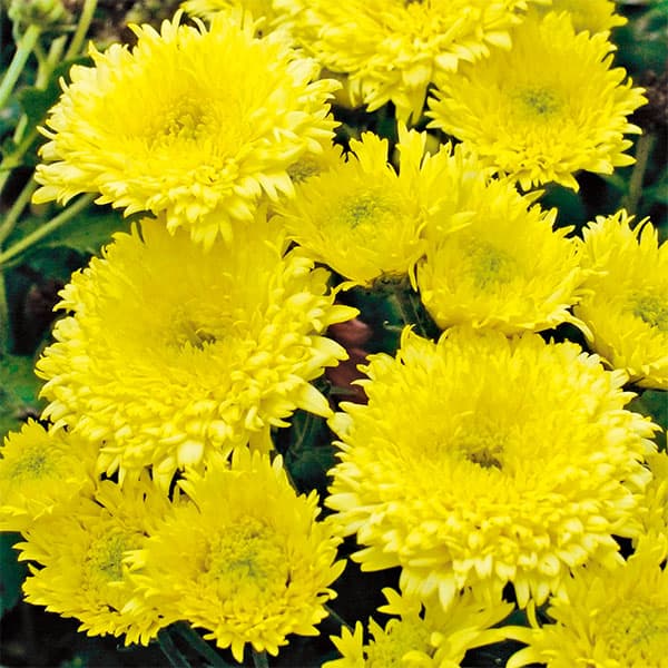 草花の苗/（わけあり特価）バリエッタマム（花付き菊苗）：ジーナス3.5号ポット