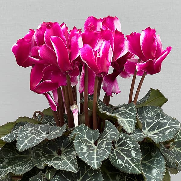 シクラメン：リリベル パープル4号鉢植え