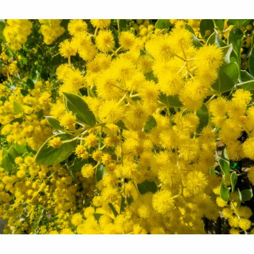 花木 庭木の苗/（わけあり特価）アカシア：パールアカシア5号鉢植え