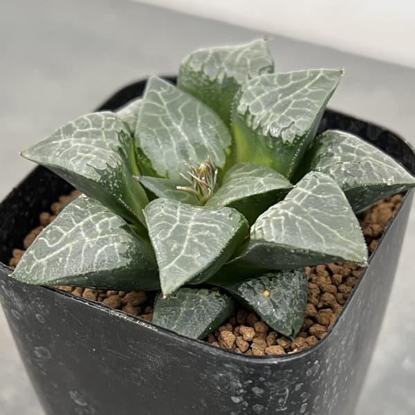 楽天市場】ハオルチア コレクタ（花・観葉植物｜花・ガーデン・DIY）の通販