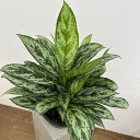 観葉植物/アグラオネマ:ローレルグリーン 7号鉢植え