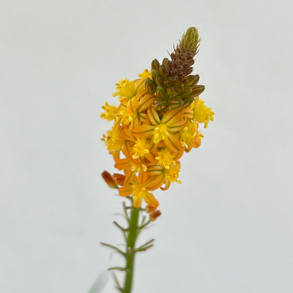 草花の苗/（わけあり特価）ブルビネ：サンセットオレンジ3.5号ポット