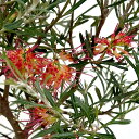 花木 庭木の苗/グレビレア:ウィンパラジェム5号鉢植え