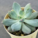 観葉植物/パキフィツム:キューティーフィンガー 2号プラ鉢植え