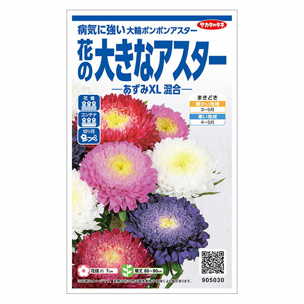 アスター：花の大きなアスター あずみXL混合 の種[春まき 花タネ]