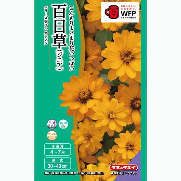 百日草（ジニア）：ベリーズダブル オレンジ（半八重）[タキイ 花タネ]