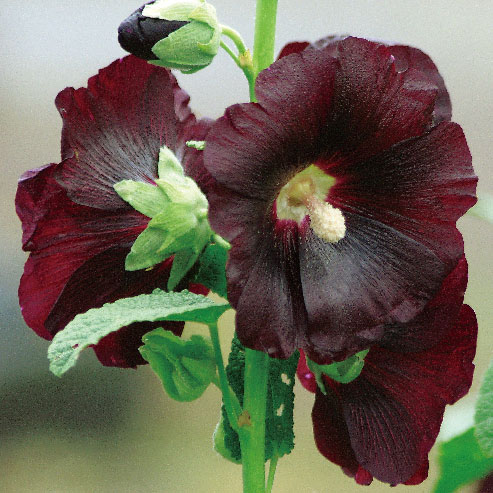 ��֤���/���륻���ʥ����������ˡ������� �˥���3.5��ݥå�