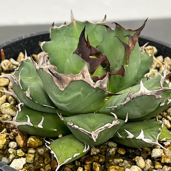 観葉植物/アガベ：チタノタ　姫巌竜　5号鉢植え24-02のサムネイル