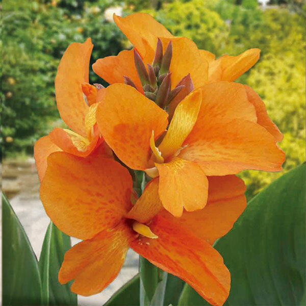 Bulbs （Vegetables） - 球根/カンナ：オレンジ（橙花）1球入り