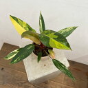 観葉植物/フィロデンドロン:ストロベリーシェイク 4号24-04