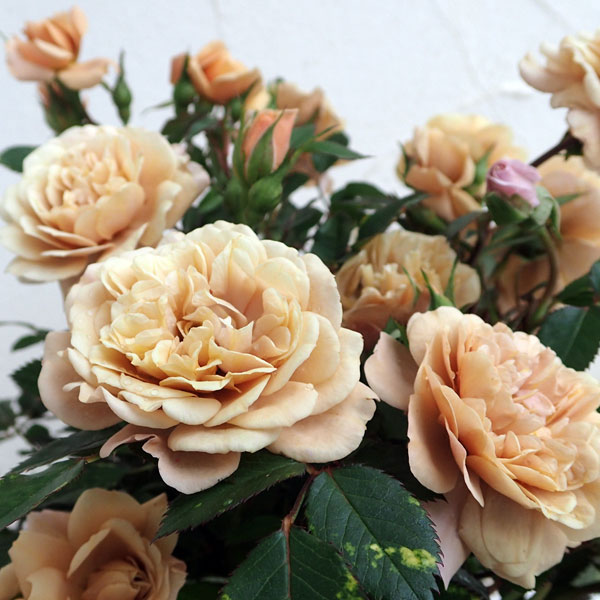 バラの苗/ポットローズ：モカ3.5...