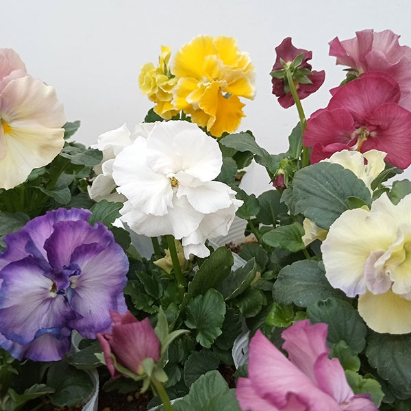 草花の苗/パンジー：ファビュラスミックス3.5号ポット 6株セット