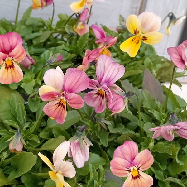 草花の苗/見元園芸さんのビオラ：虹色カレン3-3.5号ポット 3株セット